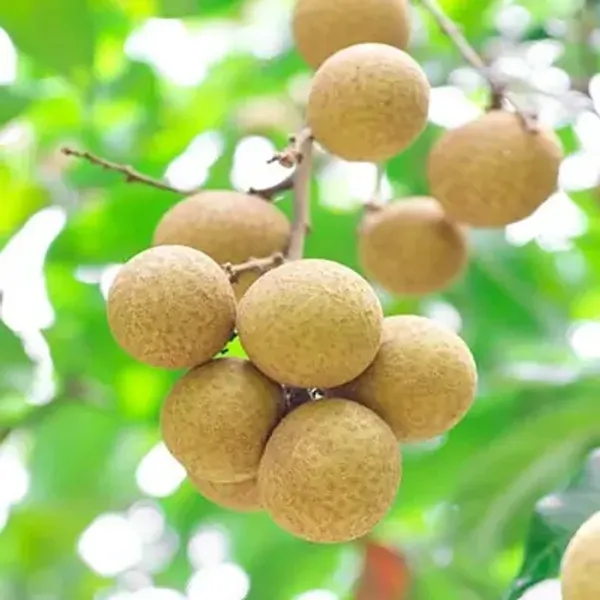 Khaki_Longan_Grafted_Fruit_Plant