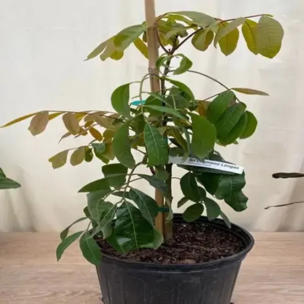 Khaki_Longan_Grafted_Fruit_Plant