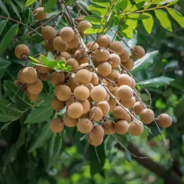 Khaki_Longan_Grafted_Fruit_Plant