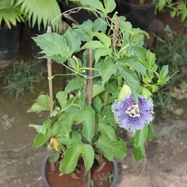 Blue_Passion_Flower_Plants