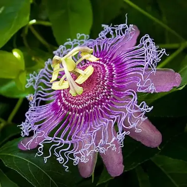 Blue_Passion_Flower_Plants