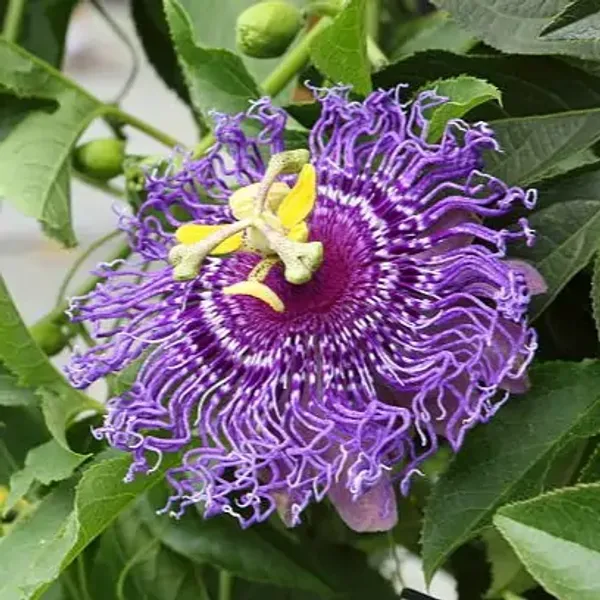 Blue_Passion_Flower_Plants