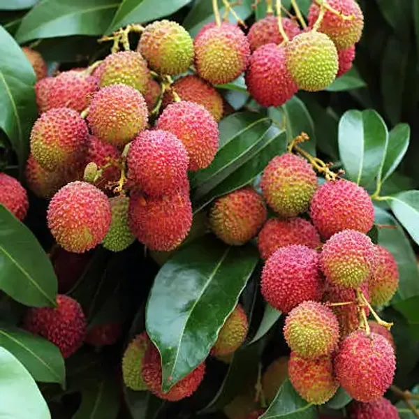 Red_All_Time_Thai_Variety_Lychee_Plants