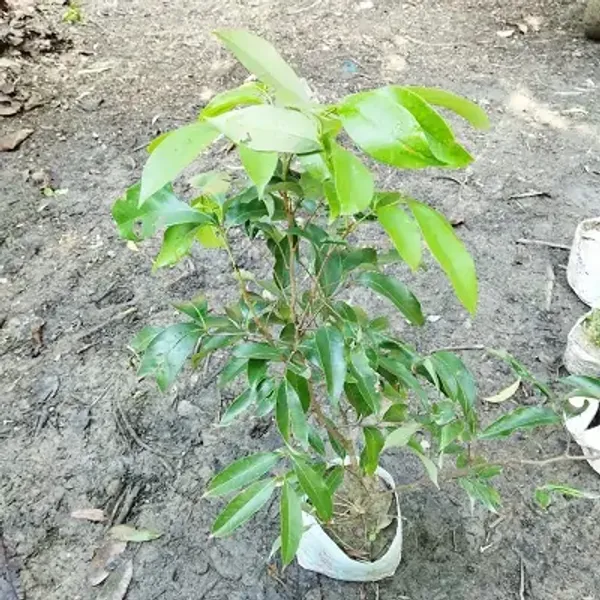 Red_All_Time_Thai_Variety_Lychee_Plants