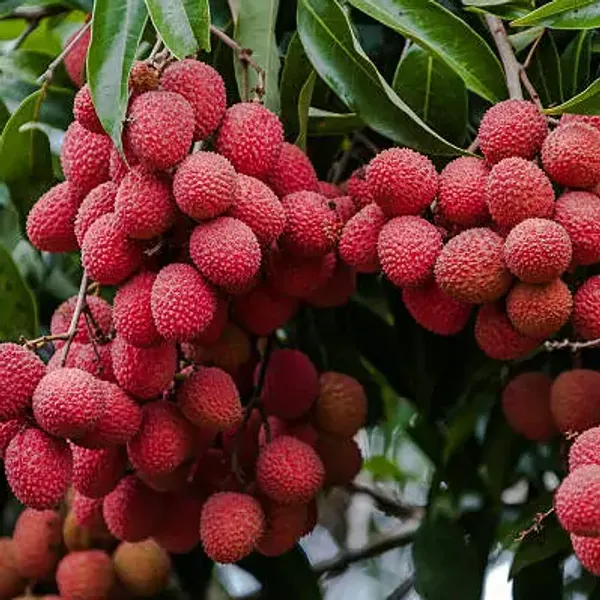 Red_All_Time_Thai_Variety_Lychee_Plants