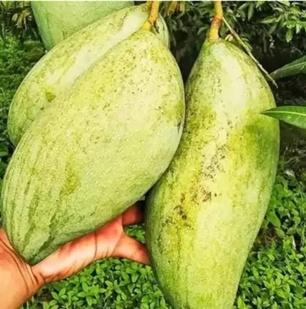 Green_Brunei_King_Mango_Plant_34_Kg