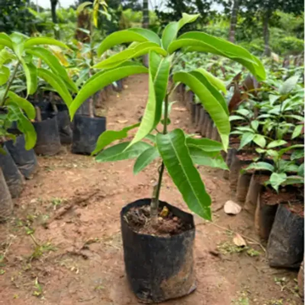 Green_Brunei_King_Mango_Plant_34_Kg