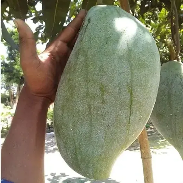 Green_Brunei_King_Mango_Plant_34_Kg