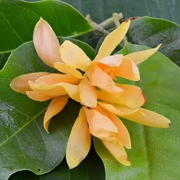 Yellow_Swarna_Chapa_Magnolia_Champaca_Flowers_Plant