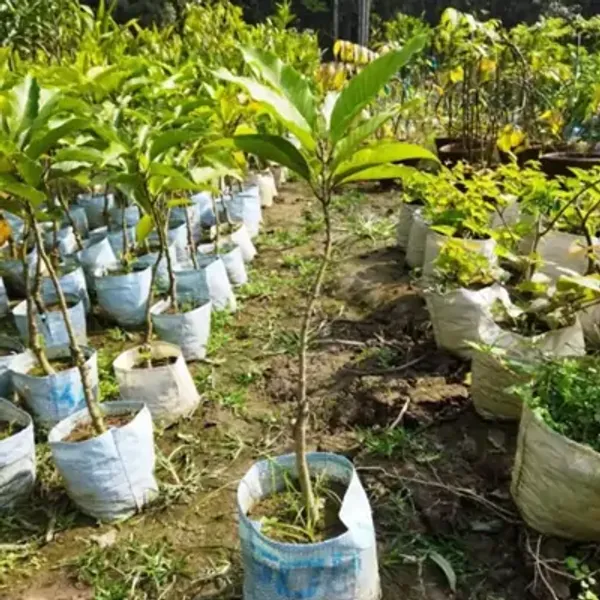 Yellow_Swarna_Chapa_Magnolia_Champaca_Flowers_Plant