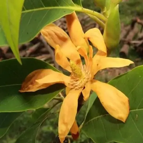 Yellow_Swarna_Chapa_Magnolia_Champaca_Flowers_Plant