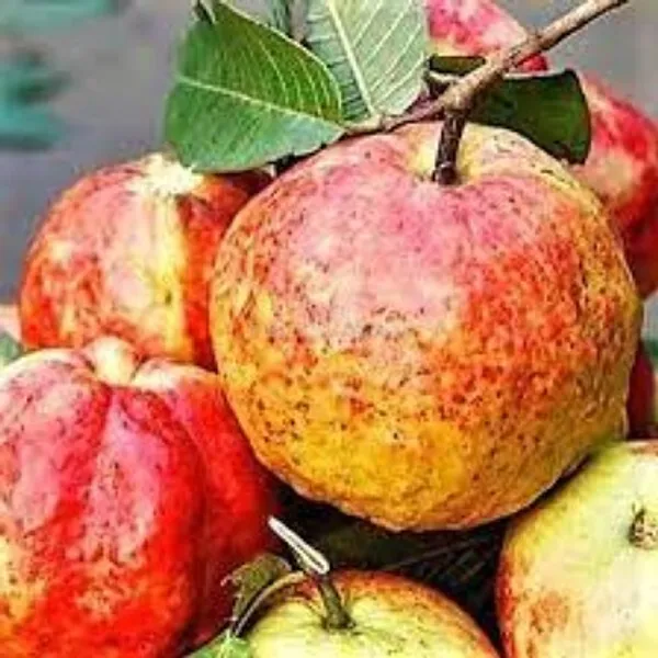 Red_Allahabad_Surkha_Guava_Grafted_Fruit_Plants