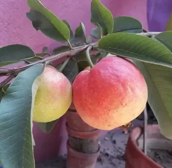 Red_Allahabad_Surkha_Guava_Grafted_Fruit_Plants