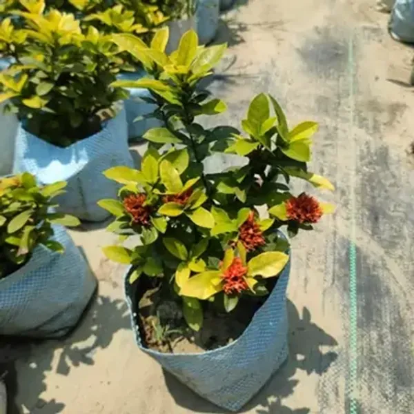 Red_Ixora_Flower_Plant