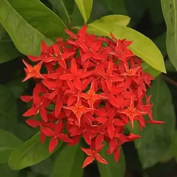 Red_Ixora_Flower_Plant