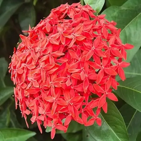 Red_Ixora_Flower_Plant