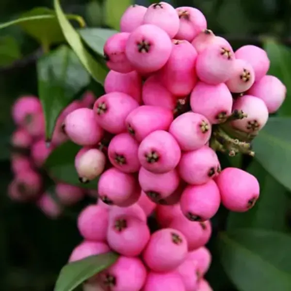 Pink_Australian_Lily_Pilly_Berry_Fruit_Plant