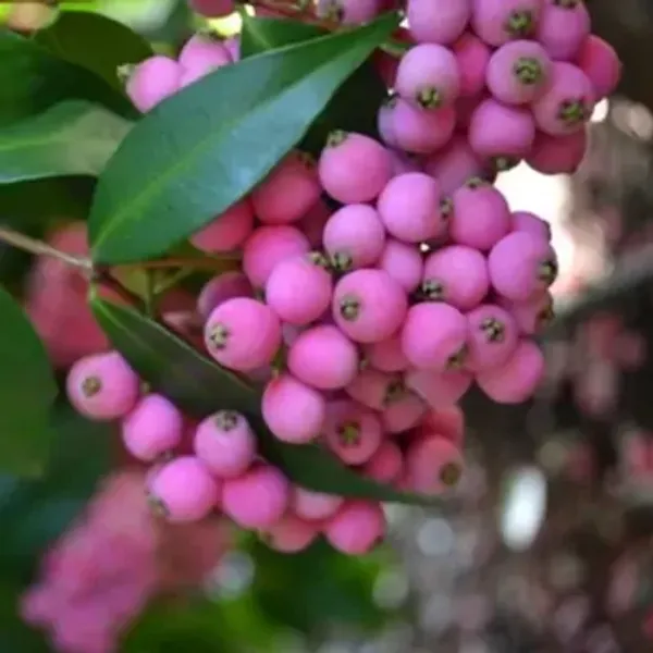 Pink_Australian_Lily_Pilly_Berry_Fruit_Plant