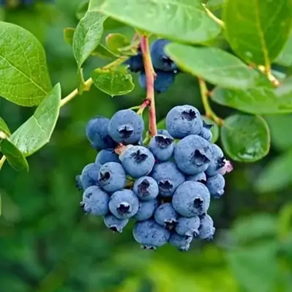 Blueberry_Fruit_Plant