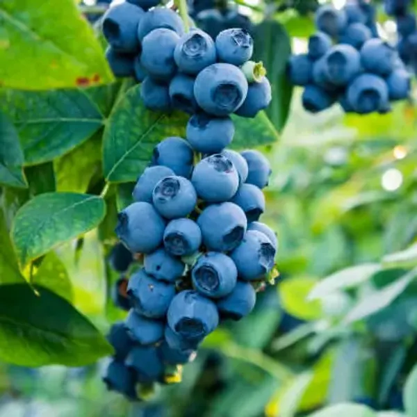 Blueberry_Fruit_Plant