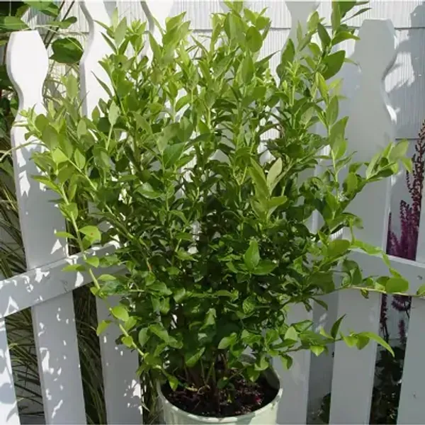 Blueberry_Fruit_Plant