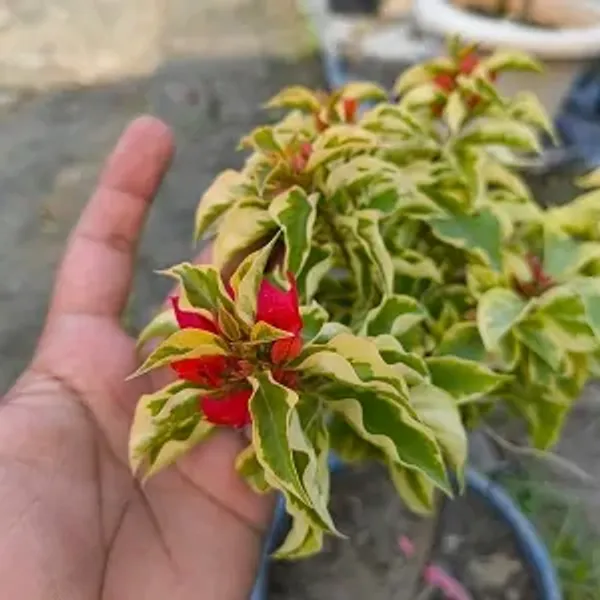 Red_Dragon_Flame_Bougainvillea_Plant
