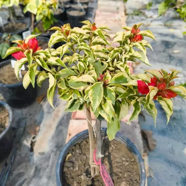 Red_Dragon_Flame_Bougainvillea_Plant