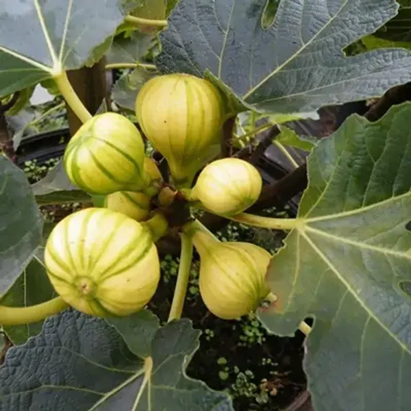 Green_Variegated_Fig_Fruit_Plant