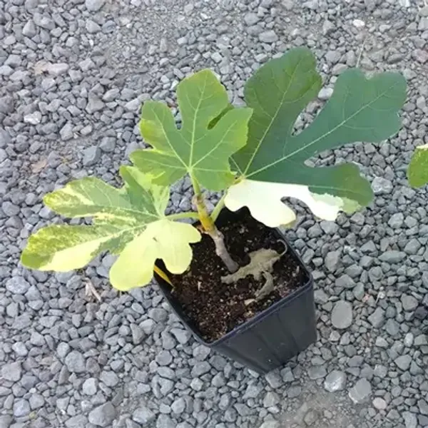 Green_Variegated_Fig_Fruit_Plant