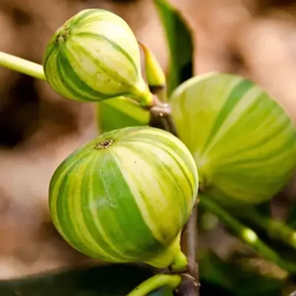 Green_Variegated_Fig_Fruit_Plant