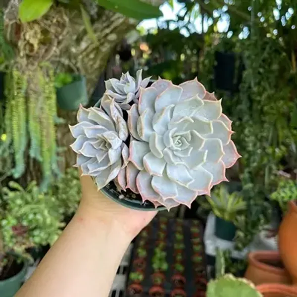 White_Echeveria_Lilacin_Ghost_Cluster_Rare_Succulent_Live_Plant