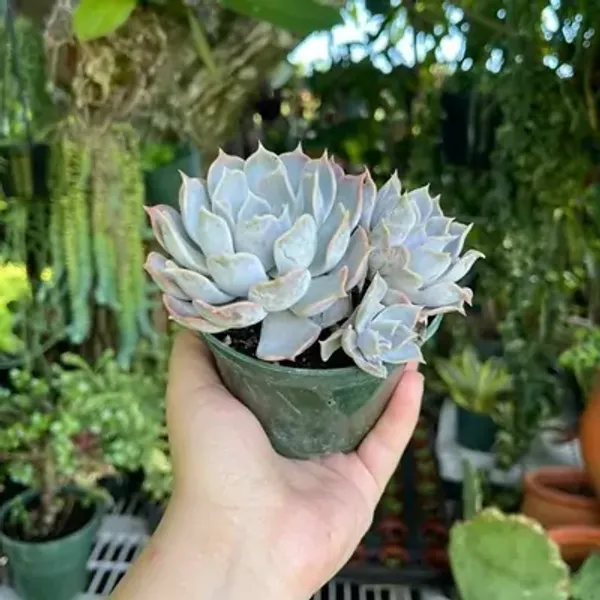 White_Echeveria_Lilacin_Ghost_Cluster_Rare_Succulent_Live_Plant
