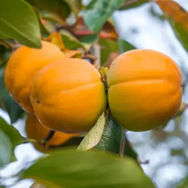 Yellow_Persimmon_Grafted_&_Amp_Hybrid_Fruit_Plant
