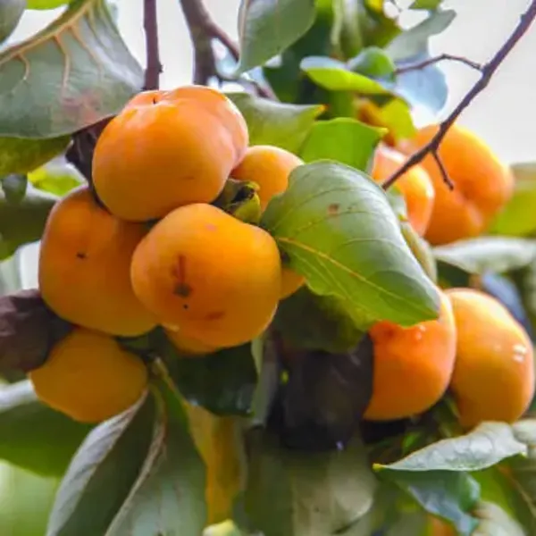 Yellow_Persimmon_Grafted_&_Amp_Hybrid_Fruit_Plant