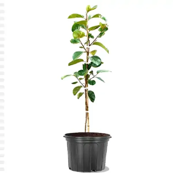 Yellow_Persimmon_Grafted_&_Amp_Hybrid_Fruit_Plant