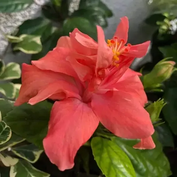 Orange_Australian_Thoka_Variety_Hibiscus_Flower_Plant