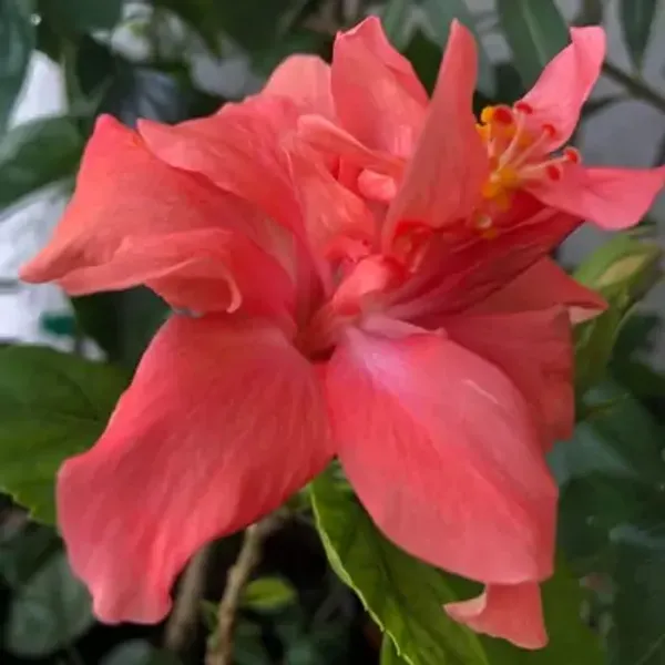 Orange_Australian_Thoka_Variety_Hibiscus_Flower_Plant