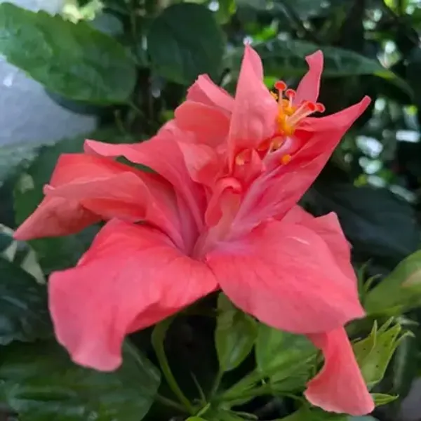 Orange_Australian_Thoka_Variety_Hibiscus_Flower_Plant