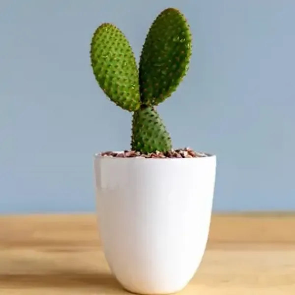 Green_Premium_Bunny_Ears_Cactus