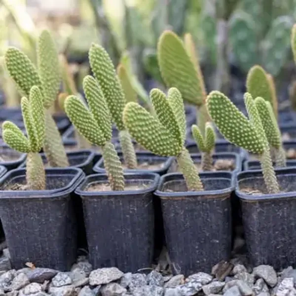 Green_Premium_Bunny_Ears_Cactus