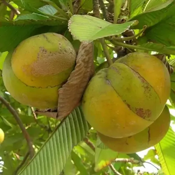 Yellow_All_Time_Elephant_Apple_Chalta_Fruit_Plant