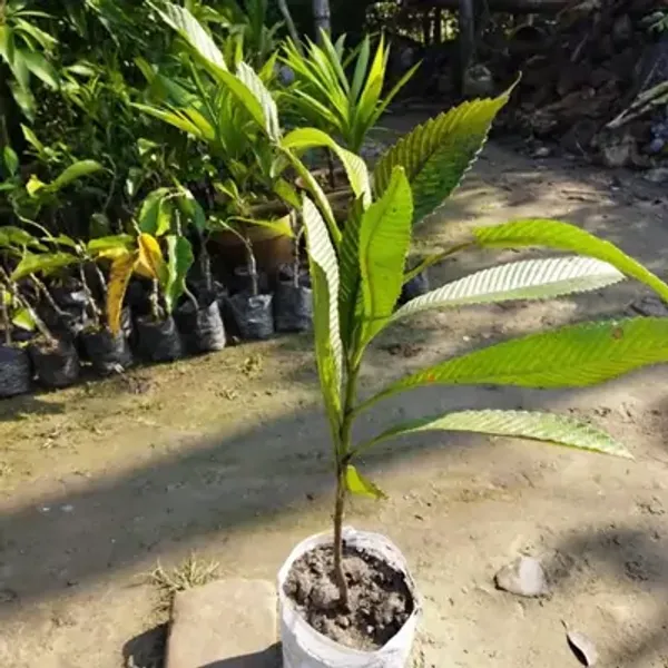 Yellow_All_Time_Elephant_Apple_Chalta_Fruit_Plant