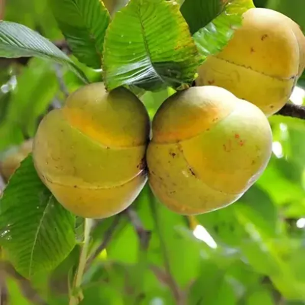 Yellow_All_Time_Elephant_Apple_Chalta_Fruit_Plant