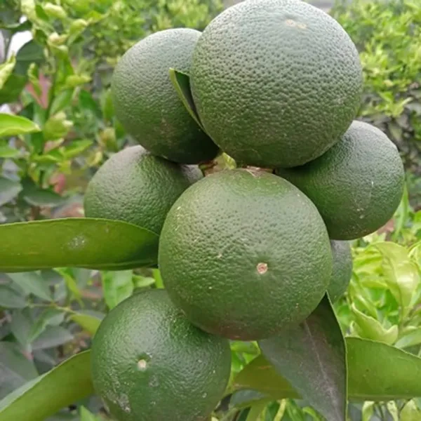 Green_Siki_Sweet_Malta_Grafted_&_Amp_Hybrid_Lemon_Fruit_Plant