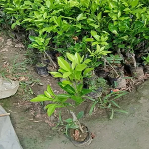 Green_Siki_Sweet_Malta_Grafted_&_Amp_Hybrid_Lemon_Fruit_Plant