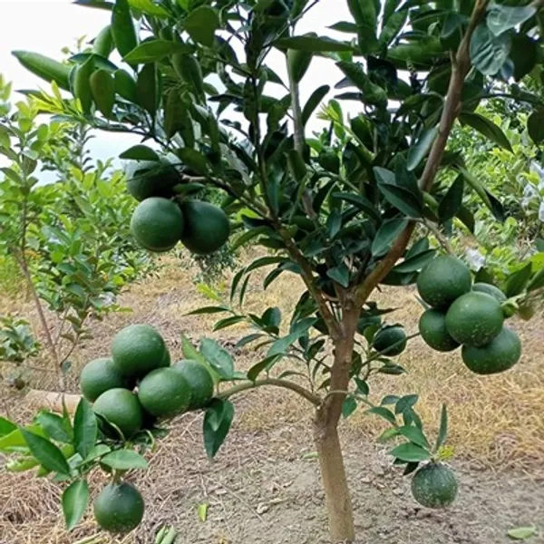 Green_Siki_Sweet_Malta_Grafted_&_Amp_Hybrid_Lemon_Fruit_Plant