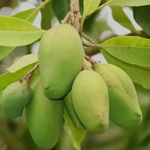 Green_Bari_11_Grafting_Mango_Fruit_Plant