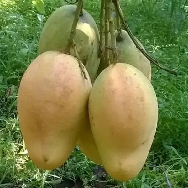 Green_Bari_11_Grafting_Mango_Fruit_Plant