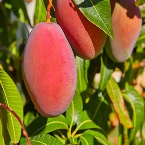 Multicolor_Mango_Suvarnarekha_Grafted_Fruit_Plants