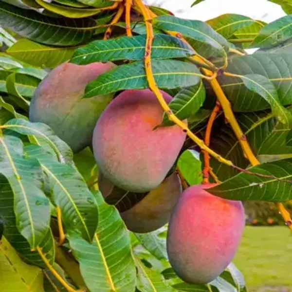 Multicolor_Mango_Suvarnarekha_Grafted_Fruit_Plants
